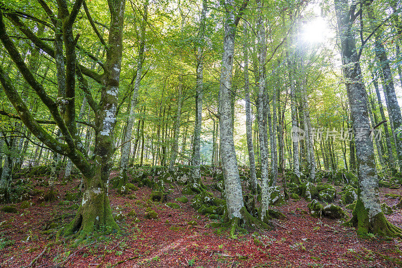 纳瓦拉比利牛斯山的Selva de Irati秋季山毛榉林